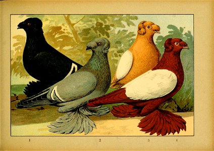 Schachtzabel 1906 Tafel 47