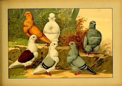 Schachtzabel 1906 Tafel 74