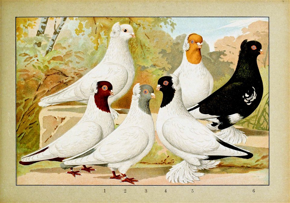 Schachtzabel 1906 Tafel 94