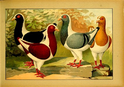 Schachtzabel 1906 Tafel 04
