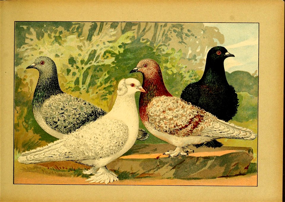 Schachtzabel 1906 Tafel 25