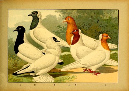 Schachtzabel 1906 Tafel 44