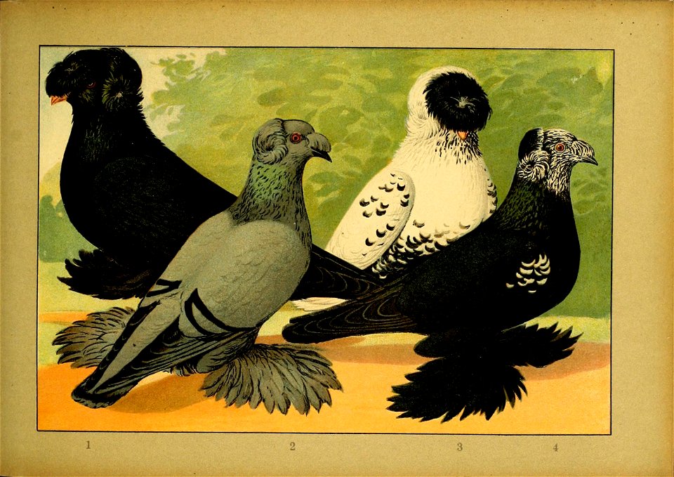 Schachtzabel 1906 Tafel 45