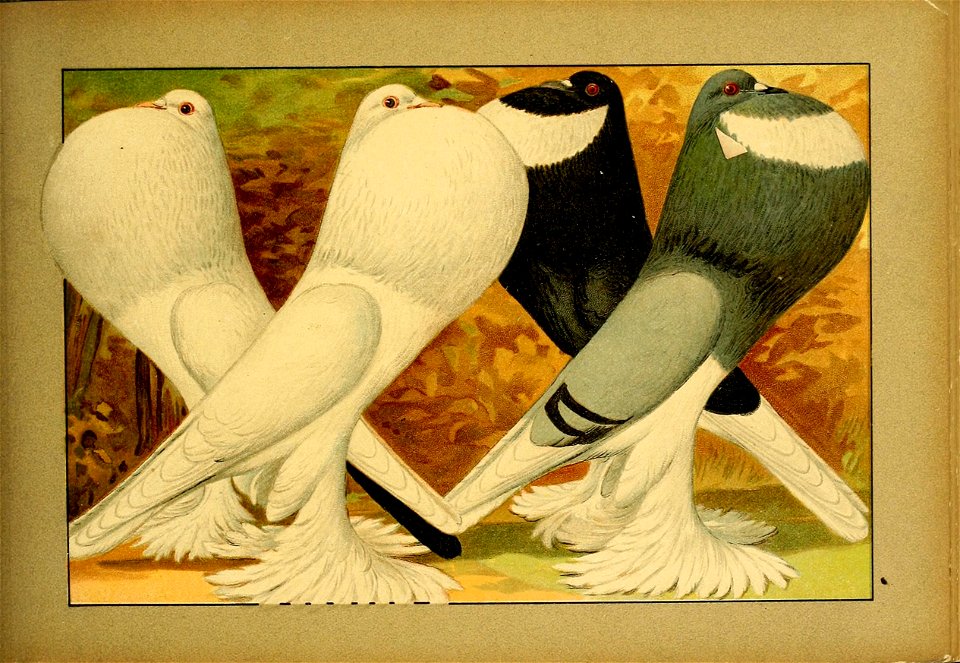 Schachtzabel 1906 Tafel 60