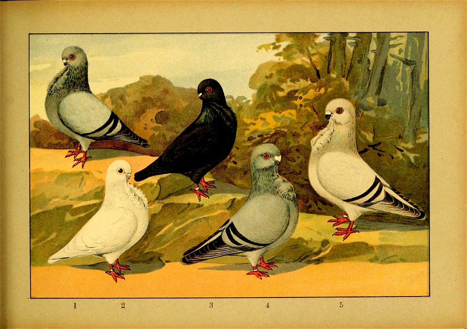 Schachtzabel 1906 Tafel 75