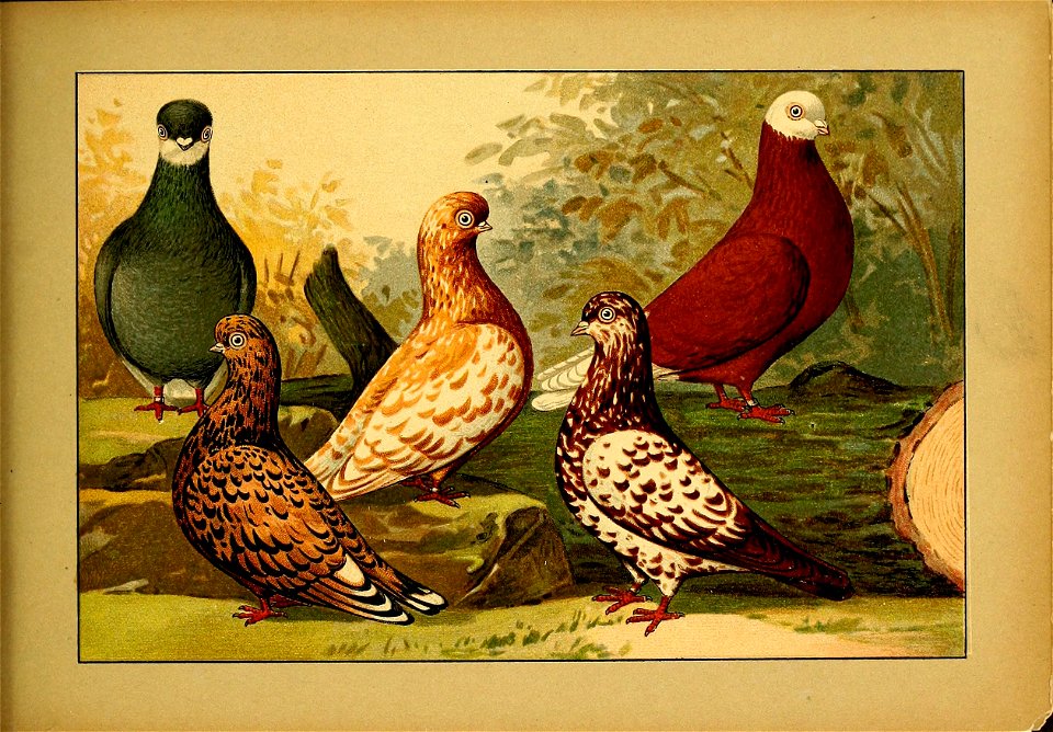 Schachtzabel 1906 Tafel 98