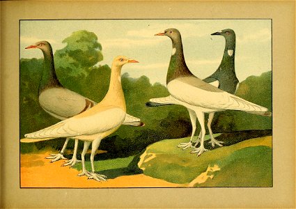 Schachtzabel 1906 Tafel 86