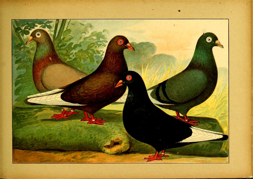 Schachtzabel 1906 Tafel 77