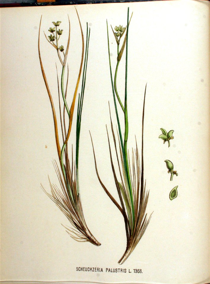 Scheuchzeria palustris — Flora Batava — Volume v18