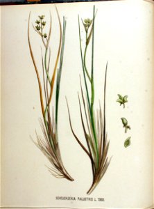 Scheuchzeria palustris — Flora Batava — Volume v18. Free illustration for personal and commercial use.