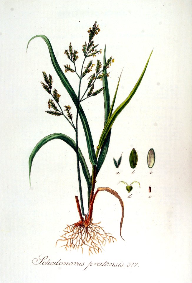 Schedonorus pratensis — Flora Batava — Volume v7