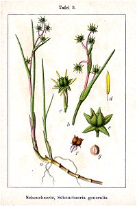 Scheuchzeria palustris Sturm3