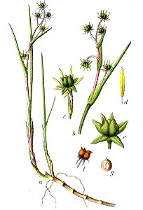 Scheuchzeria palustris Sturm
