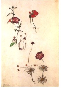 Schiele - Blumenstudien