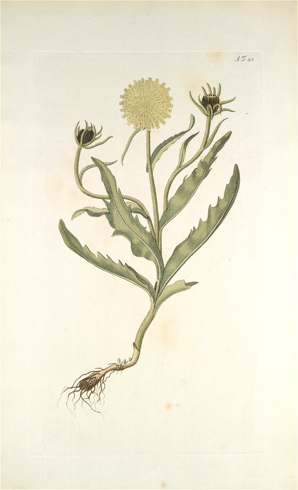 Schlagintweitia intybacea