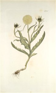 Schlagintweitia intybacea