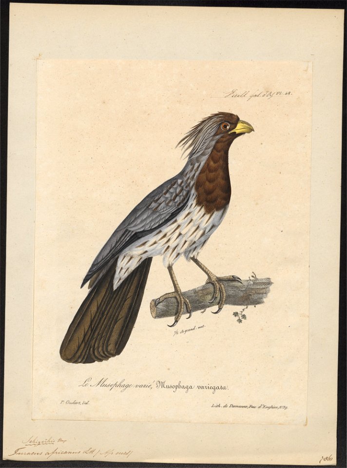 Schizorhis africana - 1825-1834 - Print - Iconographia Zoologica - Special Collections University of Amsterdam - UBA01 IZ19300053