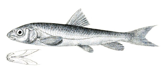 Schizopygopsis stoliczkae Achilles 124