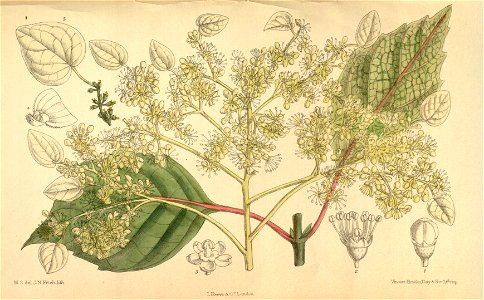 Schizophragma hydrangeoides 139-8520