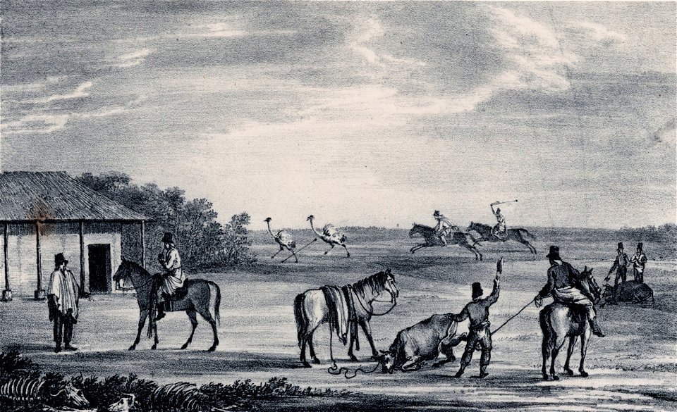 Schmidtmeyer, Peter & Aglio, A - Cattle & Ostriches -JCB Library f1.2
