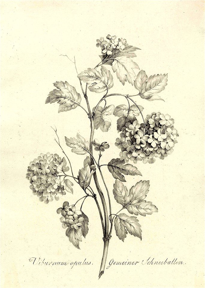Schneeballen (Viburnum) ubs G 0876 III