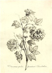 Schneeballen (Viburnum) ubs G 0876 III