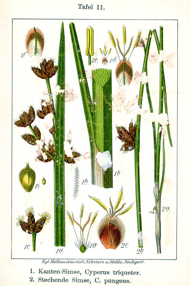 Schoenoplectus spp Sturm11