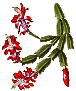 Schlumbergera truncata BlKakteenT25