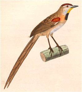Schoeniophylax phryganophilus phryganophilus 1838