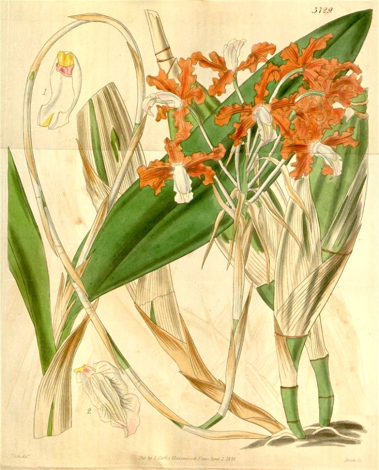 Schomburgkia marginata var immarginata