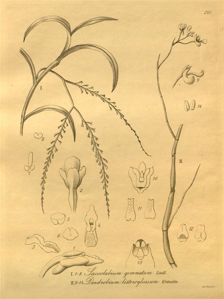 Schoenorchis gemmata (as Saccolabium gemmatum) - Dendrobium parcum (as Dendrobium listeroglossum) - Xenia 3 pl 260
