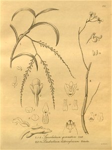 Schoenorchis gemmata (as Saccolabium gemmatum) - Dendrobium parcum (as Dendrobium listeroglossum) - Xenia 3 pl 260. Free illustration for personal and commercial use.