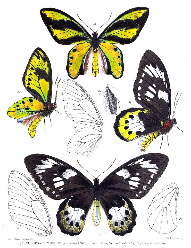 SchoenbergiaTithonusRippon