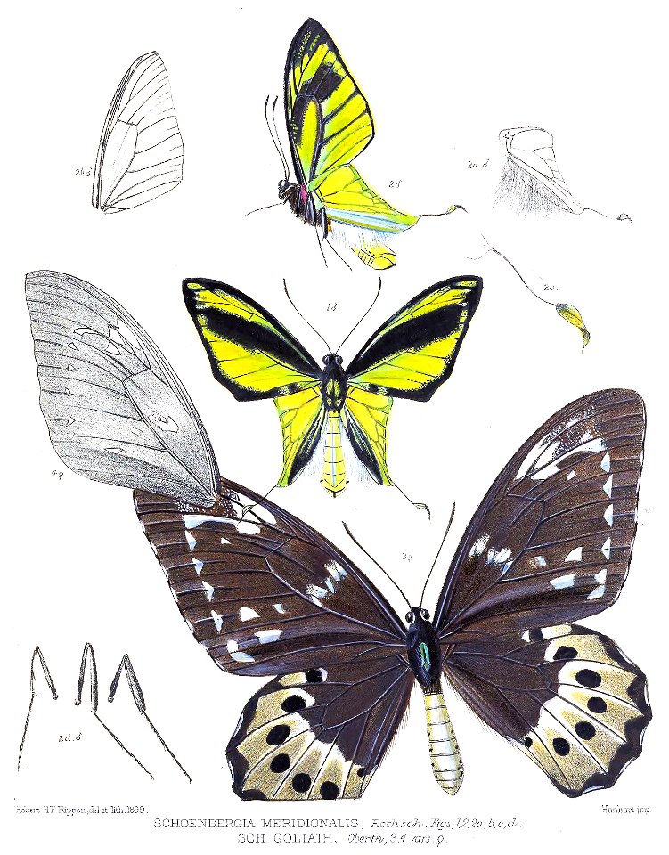 SchoenbergiaMeridionalisRippon