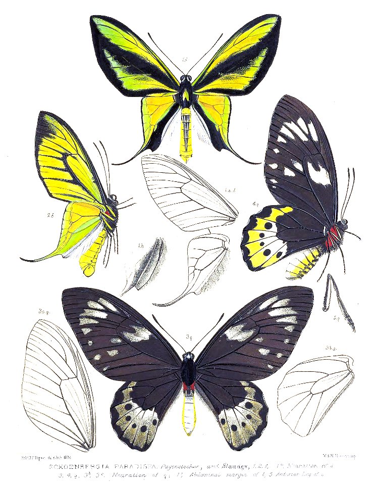 SchoenbergiaParadiseaRippon