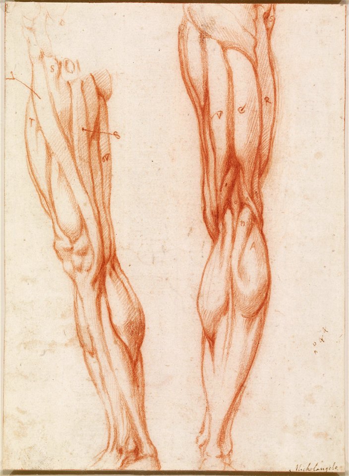 School of Michelangelo Buonarroti - Anatomical studies of a male leg c. 1518, RCIN 990803