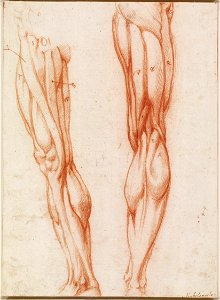 School of Michelangelo Buonarroti - Anatomical studies of a male leg c. 1518, RCIN 990803