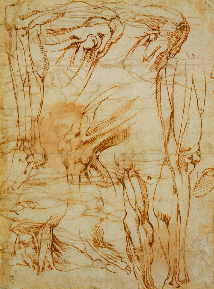 School of Michelangelo Buonarroti - Recto Anatomical studies of a male body, RCIN 990475