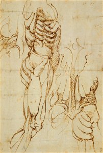 School of Michelangelo Buonarroti - Anatomical studies of a male torso c.1520, RCIN 990474