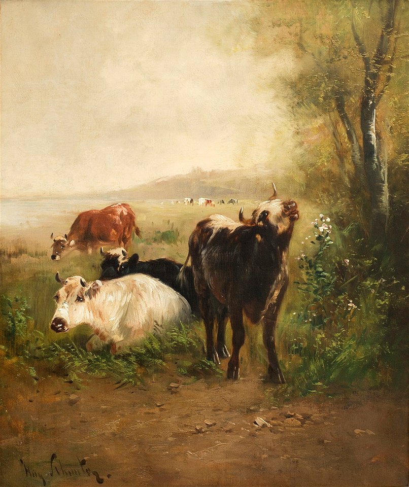 Schouten Cattle