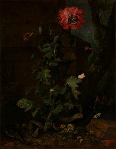 Otto Marseus van Schrieck - Still Life with Poppy, Insects, and Reptiles, ca 1670. Free illustration for personal and commercial use.