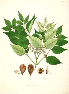Schrebera swietenioides Roxburgh 1798 2-101