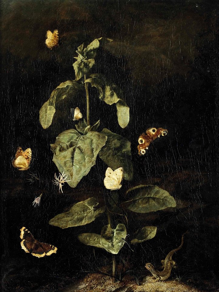 Otto Marseus van Schrieck - A forest floor still life with a Grand Surprise and other animals