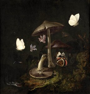 Otto Marseus van Schrieck - A 'sotto bosco' with mushrooms, butterflies, a dragonfly, a snake and a lizard. Free illustration for personal and commercial use.
