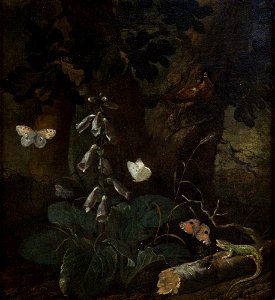Otto Marseus van Schrieck - Sottobosco (1678)
