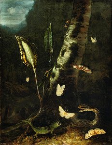 Otto Marseus van Schrieck - A forest floor with a lizard, a snake and butterflies. Free illustration for personal and commercial use.