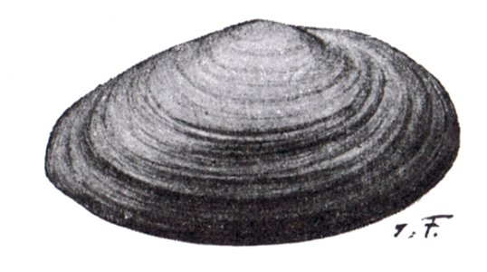 Sandmuschel (Mya arenaria)