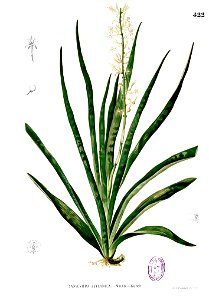 Sansevieria zeylanica Blanco2.422