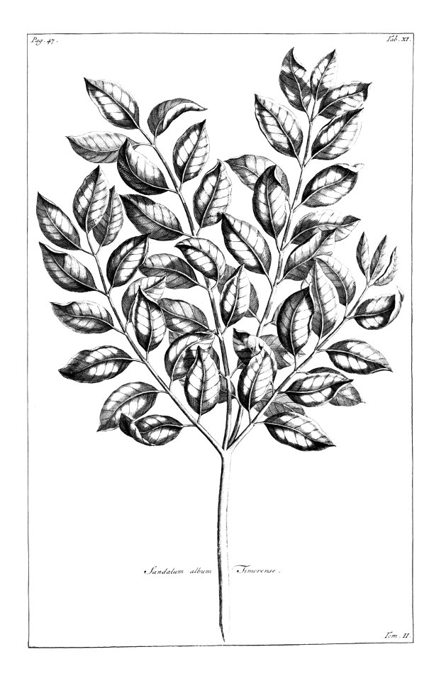 Sandalum album Timorense Rumphius 1741 2 11