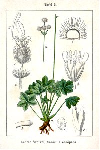 Sanicula europaea Sturm2